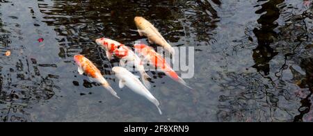 Koi carps nuoto in stagno, Tempio Buddista Eikan-do, Kyoto, Giappone Foto Stock