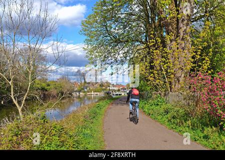 Un singolo ciclista maschile che cavalca una bicicletta sull'alzaia Ci si avvicina alla serratura di Sunbury in un sole giorno di primavera Walton ON Thames Surrey Inghilterra Regno Unito Foto Stock
