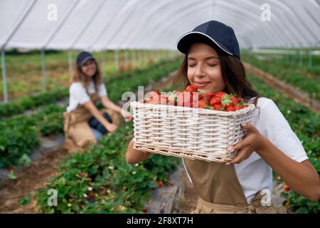 Vista frontale delle donne che si battono in serra stanno raccogliendo fragole. I lavoratori carini del campo odorano appena raccolti bacche fresche e sorridenti. Concetto di frutta biologica. Foto Stock