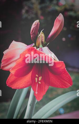 amaryllis rosso fiori in fiore Foto Stock