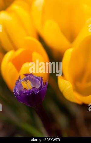 WA19398-00...WASHINGTON - un singolo croco viola e un campo di croci gialli che fioriscono nel tardo inverno. Foto Stock