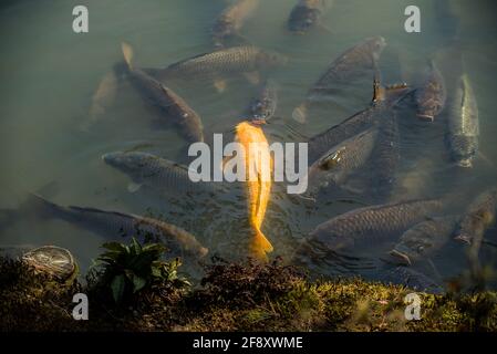 Carpa koi dorata. Pesci giapponesi nuotare sott'acqua in stagno, acqua, lago circondato da koi neri Foto Stock