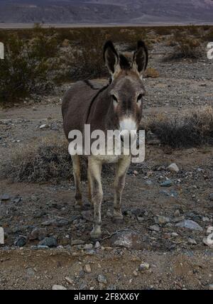 un cavallo marrone in piedi su un campo di sporcizia Foto Stock