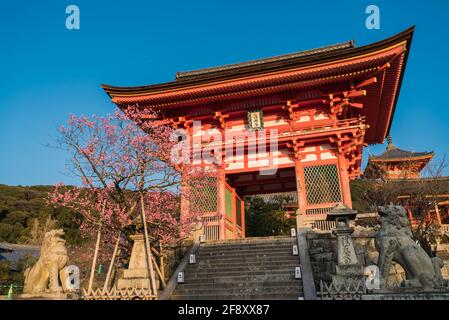 Statua del cane leone con l'albero di sakura di fronte alla porta ovest a Kiyomizudera, un tempio buddista a Higashiyama, Kyoto, Giappone Foto Stock