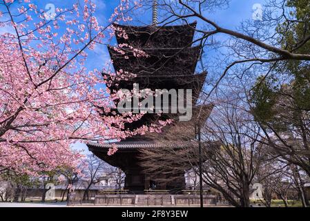 Toji Jinja Five Story Pagoda durante la stagione di Sakura, albero di fiori di ciliegio, tempio buddista a Kyoto, Giappone. Foto Stock