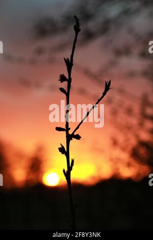 Piccolo albero di pesca di fronte al tramonto Foto Stock