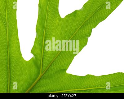Primo piano di Split Leaf Philodendron fabbrica di formaggio svizzero (Monstera deliziosa) su sfondo bianco Foto Stock