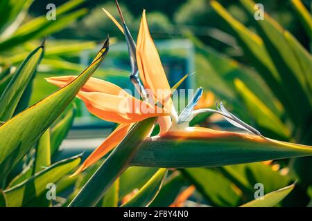 La strelitzia reginae, chiamata popolarmente uccello del paradiso, è una specie erbacea originaria del Sudafrica. È ampiamente coltivato come pianta ornamentale Foto Stock