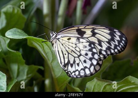 Grande albero Nymph Butterfly (idea leuconoe) la farfalla di aquilone di carta o la farfalla di carta di riso si avvicinano su pianta Foto Stock