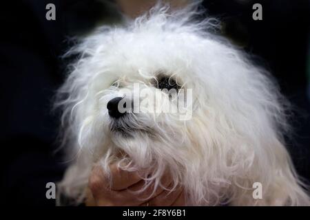 Cane bolognese Foto Stock