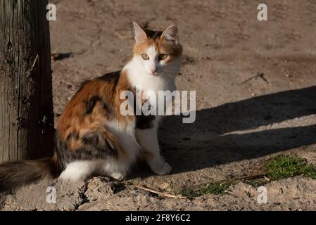 Un piccolo gatto marrone e bianco si siede sulla polverosa terreno vicino ad un vecchio palo di legno all'aperto Foto Stock