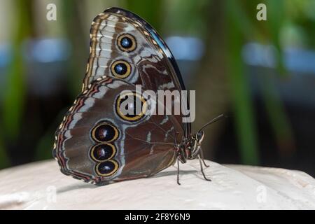 Farfalla blu, farfalla blu, Morpho peleides, il Peleides blu morfo, comune morfo o l'imperatore si siede molto vicino. Foto Stock