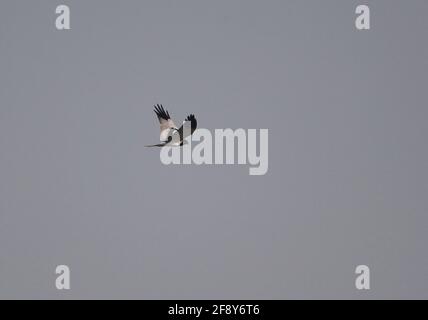 Pied Harrier (Circus melanoleucos) maschio adulto in volo Ang Trapaeng Thmor, Cambogia Gennaio Foto Stock
