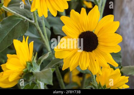 Gebera daisy giallo brillante (Gerbera jamesonii) in un giardino. Chiamato anche Barberton Daisy, Transvaal Daisy, e come Barbertonse madeliefie. Foto Stock