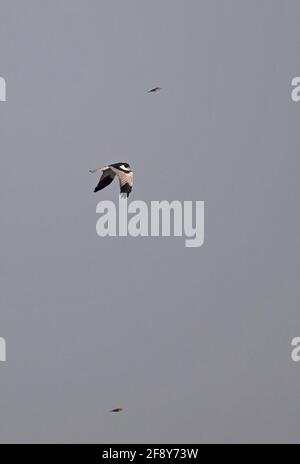 Pied Harrier (Circus melanoleucos) maschio adulto in volo che viene molestato dai passanti Ang Trapaeng Thmor, Cambogia Gennaio Foto Stock