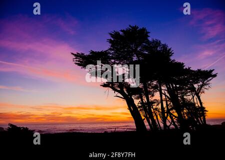 Tramonto su alberi e mare, California, Stati Uniti Foto Stock