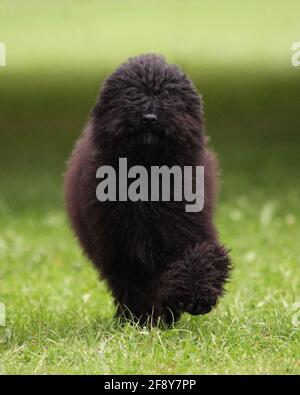 Cucciolo di Puli ungherese Foto Stock