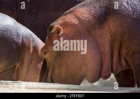 Un ippopotamo comune (ippopotamo anfibio) primo piano della testa accanto al bambino Foto Stock