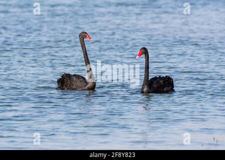 Un paio di Swans neri (Cygnus atratus) introdotti che nuotano nel lago al Qudra a Dubai, Emirati Arabi Uniti. Foto Stock
