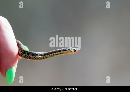 la mano femminile con smalto per unghie tiene un piccolo serpente di garter Foto Stock