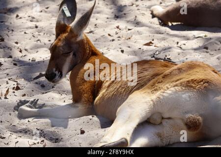 Canguro maschio marrone e bianco che giace e riposa sul sabbia Foto Stock