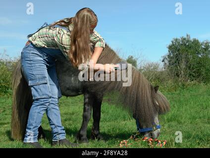 La giovane donna caucasica si sta occupando della lunga mania del suo piccolo cavallo grigio all'aperto. Foto Stock