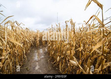 Percorso in un labirinto di mais giallo in una giornata nuvolosa Foto Stock