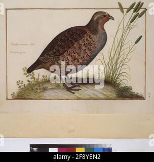 COD. Min. 52, vol. 2, vol. 90R: Collezione di uccelli del Parco reale di Versailles Menagery: Grey Partridge Full Page: Animal Study (Gray Partridge, 'Perdix Cinerea ALD. Grey partridge'). Tempera su pergamena, Parigi, 3 ° quartiere del 17 ° secolo Foto Stock