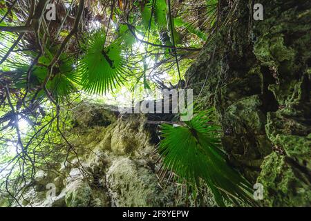 Guardando in su dal mezzo di una foresta con grande foglie di palma verde tropicale Foto Stock
