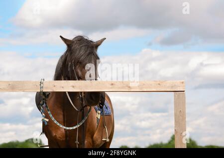 Un cavallo saddled sta in piedi ad un palo di aggancio di legno. Foto Stock