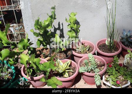 Colpo ad alto angolo di varie piante succulente su un rosso pentola nella garde Foto Stock
