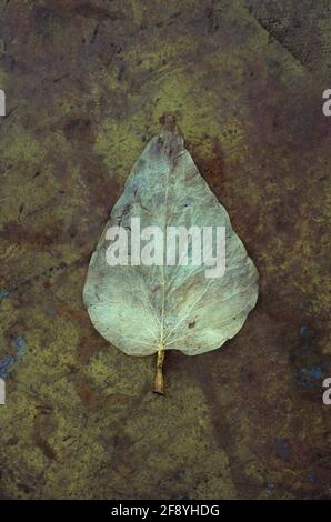 Foglia singola di Ivy o |Hedera helix sbiancato con l'età giacente su ottone intarsinato Foto Stock