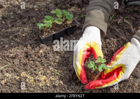 Una donna in mani guente tiene una giovane piantina di fragole preparata per piantare. Giardinaggio e orticoltura. Foto Stock