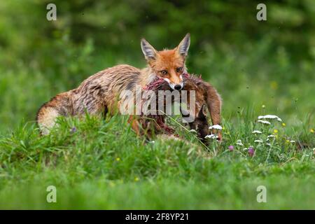 Volpe rossa caccia capriolo capriolo capriolo fawn su prato in estate Foto Stock