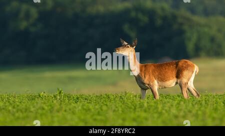 Allerta femmina di cervo rosso mangiare trifoglio sul campo in estate Foto Stock