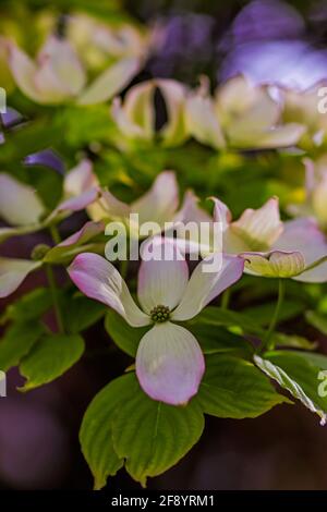 L'albero di Dogwood fiorisce in primavera Foto Stock