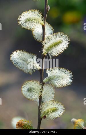 Salice di capra, salice grande, Salweide, Salix caprea, kecskefűz, Budapest, Ungheria, Magyarország, Europa Foto Stock