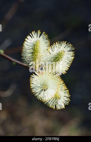 Salice di capra, salice grande, Salweide, Salix caprea, kecskefűz, Budapest, Ungheria, Magyarország, Europa Foto Stock