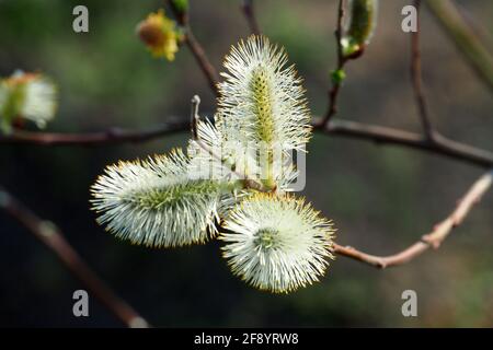 Salice di capra, salice grande, Salweide, Salix caprea, kecskefűz, Budapest, Ungheria, Magyarország, Europa Foto Stock