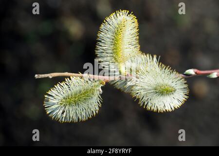 Salice di capra, salice grande, Salweide, Salix caprea, kecskefűz, Budapest, Ungheria, Magyarország, Europa Foto Stock