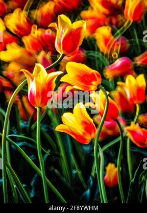 Close-up di rosso e tulipani gialli Foto Stock