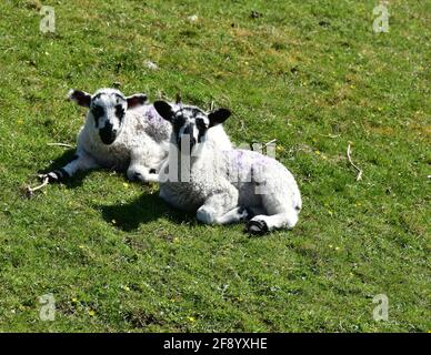 Agnelli primaverili al sole, Linton nelle valli dello Yorkshire Foto Stock