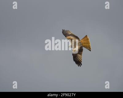 Un singolo Red Kite (Milvus milvus) in volo contro una nuvola grigia. Foto Stock