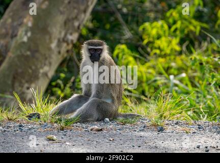 Scimmia Colobus nera e bianca nell'albero, Uganda Africa Foto Stock