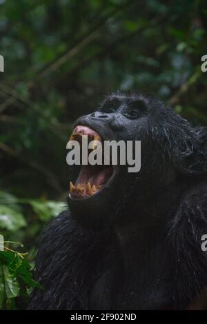 Silverback montagna gorilla nella Bwindi National Rainforest, Uganda Foto Stock