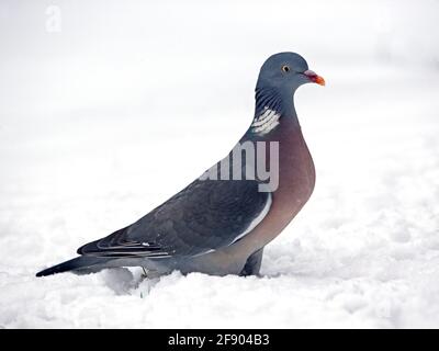 Comune piccione di legno in piedi nella neve Foto Stock