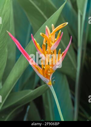 Primo piano di Parrot Heliconia flower (Heliconia psittacorum) fiori e foglie Foto Stock