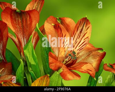 Primo piano di Alstroemerias (Giglio peruviano, Giglio degli Inca) Foto Stock