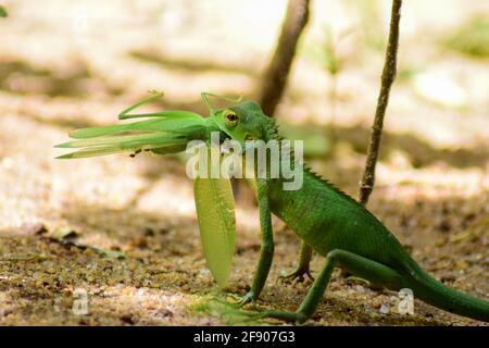 Piccolo iguana verde mangiare un gracshopper su uno sfondo sfocato Foto Stock