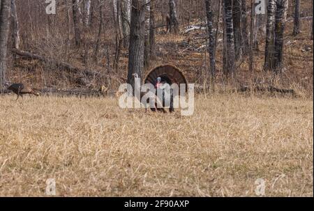 Tom turchia strutting per due galline nel nord del Wisconsin. Foto Stock